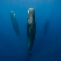 Dominica Expedition 2027